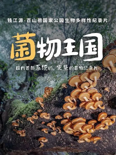 名称：菌物王国 (2023)描述：纪录片《菌物王国》，是国内首部系统的、完整的菌物纪录片